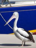 Tin Can Bay Boat Sales